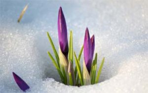 Crocuses in snow