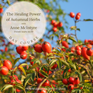 October 2023 - The Healing Power of Autumnal Herbs