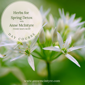 Herbs for Spring Detox April 2024